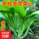 正品原裝多枝多芽菜心多子多福甜菜心種子廣東菜芯菜苔籽春夏秋 正品【多枝多芽】甜菜心約1500粒
