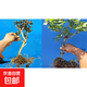 可食用金銀花樹(shù)苗濃香四季開(kāi)花卉盆栽陽(yáng)臺庭院爬藤植物老樁帶花苞 金銀花苗3年苗2棵黃色和紅色30-40cm