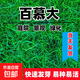 進(jìn)口草坪草籽四季常青狗牙根黑麥草剪股穎高羊茅庭院綠化護坡種子 百慕大混播 500克