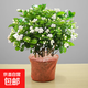 茉莉花盆栽帶花苞室內(nèi)客廳水培梔子花苗陽臺四季濃香驅(qū)蚊花卉植物 【花期帶花】茉莉花6年苗5-7棵（無盆）