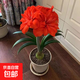 進(jìn)口重瓣朱頂紅種球盆栽花卉綠植物多色四季好養(yǎng)活球根花卉開花 A幸福安康 種球5cm直徑【開花快】