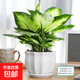 瑪麗安萬(wàn)年青盆栽特級大盆銀皇后綠植花卉室內客廳四季常青好養活 【特A級】大盆萬(wàn)年青[蓮花陶瓷盆]