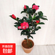 四季茶花重瓣大花型室內盆栽室外陽(yáng)臺花卉花期長(cháng)耐寒耐熱好養促銷(xiāo) 原生4年苗含盆高50-60多公分 當年開(kāi)