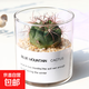 多肉植物仙人掌盆栽室內肉肉仙人球小盆栽開(kāi)花可愛(ài)桌面綠植 新天地+玻璃盆+黃金砂+營(yíng)養土 含盆