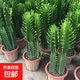 龍骨植物盆栽辦公室外客廳仙人掌吸甲醛四季好養(yǎng)植物綠植巴西龍骨 【35-40cm】高一顆 不含盆