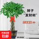 大型植物發(fā)財樹(shù)各種大顆盆栽開(kāi)業(yè)喬遷客廳辦公室內好養大型綠植 辮子發(fā)財樹(shù)1.4-1.5米+黑福盆