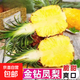 【海南直發(fā)】正宗海南金鉆鳳梨新鮮水果當(dāng)季樹上熟芒果鳳梨10斤 1粒裝單果400-650g