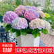 繡球花苗盆栽庭院花八仙花盆栽繡球花大苗無盡夏繡球室卉室外庭院 彩虹【1號】原土發(fā)貨【當(dāng)年開花】