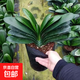 君子蘭大苗盆栽圓頭和尚寬葉復合肥高檔四季長(cháng)青室內辦公室好養 君子蘭：9-12片葉子
