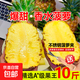 正宗徐聞菠蘿新鮮水果生鮮香水大菠蘿商超脆甜大果【送去眼刀】 【熱銷】整箱約9-10斤小菠蘿6-8果+去眼刀