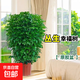 幸福樹(shù)客廳盆栽大型綠植辦公室內(nèi)好養(yǎng)植物大老樁平安樹(shù)四季吸甲醛 叢生幸福樹(shù)60-70厘米+原盆