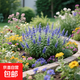 耐寒藍花鼠尾草種子室外庭院花籽四季易種開(kāi)花花卉組合種籽盆栽 藍花鼠尾草種子：25克+肥料1包