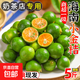 海南小金桔青金桔檸檬莫吉托新鮮水果奶茶店專用調(diào)味品單果8-10g 2斤