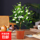 清香驅蚊九里香盆栽花卉室內外驅蚊草植物樹(shù)苗茉莉花老樁盆景綠植 4年九里香（原土）+液 含盆