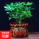 四季常青八方來財鴨腳木室內陽臺桌面綠植大型盆栽花卉綠蘿發(fā)財樹 八方來財【15-25cm]】4顆+陶瓷財字盆+肥料