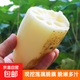 果心榴新鮮蓮藕現(xiàn)挖菜藕脆藕鮮藕蓮藕炒食藕糖藕鹵藕洪湖新鮮脆藕 洪湖脆藕1斤 嘗鮮裝