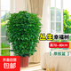 幸福樹客廳大盆栽室內(nèi)好養(yǎng)花卉盆景綠植辦公室四季常青植物 幸福樹70-90厘米【原土原盆】