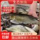 微山湖生態(tài)淡水鮰魚叉尾鮰魚江團魚活魚現(xiàn)殺 750g*2條