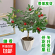開(kāi)心豆盆栽冬珊瑚櫻四季果室內陽(yáng)臺栽吉慶果開(kāi)花觀(guān)果四季花卉植物 中盆壯苗 帶果發(fā)貨](méi)[不含盆【原土養殖盆發(fā)貨】