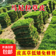 草皮真草坪種子帶泥土別墅花園綠化四季青果嶺草臺灣草草皮帶土 耐早 馬尼拉草坪草5平方米