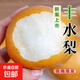 正宗豐水梨脆甜多汁河北新梨遠(yuǎn)達(dá) 帶箱2斤