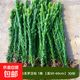 正宗小葉雀舌羅漢松樹(shù)苗盆栽大葉羅漢松米葉盆景四季常青造景庭院 小葉雀舌羅漢松 1株高50-60厘米 原盆原土（發(fā)貨）