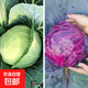 紫甘藍秧苗帶土球早熟卷心菜包心菜春秋冬四季盆栽陽臺庭院蔬菜苗 紫甘藍苗6棵+綠甘藍苗6棵