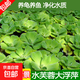 水葫蘆水草浮萍魚(yú)缸烏龜蝦花卉魚(yú)池塘凈化水生植物種苗蓮花水芙蓉 5顆水芙蓉（4-8cm）