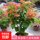 三角梅盆栽帶花劍樹苗室內(nèi)陽臺重瓣飄枝垂絲老樁四季開花爬藤花卉 【帶花發(fā)貨 收到即賞】愛瑪士橙大苗 45-50cm左右（原盆帶土發(fā)貨）