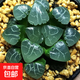 玉露植物組合十二卷玉露多肉植物盆栽姬玉露室內(nèi)懶人盆栽 月影壽玉露4-6cm【塑料盆栽好】