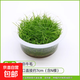 共度（Gong Du）小白前景草無(wú)菌杯水草造景魚(yú)缸迷你日本矮珍珠趴 迷你牛毛氈無(wú)菌杯一杯