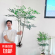 南天竹水培盆栽綠植火焰紅室內帶根樹苗客廳辦公室盆景庭院種植花 南天竹帶根150-180厘米【2-3枝干】 不含盆