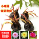 迷你睡蓮根塊帶花芽四季水培植物室內水養小型荷花根莖小睡蓮種根 迷你小睡蓮8個(gè)【混色】