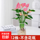 水培植物粉掌盆栽水養(yǎng)紅掌鮮花綠植辦公室內(nèi)面好養(yǎng)活四季開花 粉掌2株（不含盆）