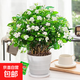 茉莉花盆栽帶花苞室內客廳水培梔子花苗陽臺四季濃香驅蚊花卉植物 【花期帶花】精品茉莉花6年苗11-15棵（螺紋盆）