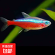 巴西寶蓮燈魚紅綠燈鉆石燈科魚小型熱帶觀賞魚草缸群游魚苗包郵 【小號】1.3cm寶蓮燈2條