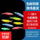 七彩斑馬魚魚苗好養(yǎng)耐活孔雀魚糖果小魚綠色斑馬魚熒光魚缸小型家用繁殖 短尾斑馬1-3厘米隨機10條送2條防損