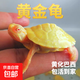 黃金龜變異黃化巴西龜苗白化烏龜寵物觀(guān)賞網(wǎng)紅深水混養小烏龜活物 3-5cm黃金龜1只/京東送到家