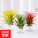 空氣鳳梨無(wú)土植物懶人特價(jià)室內精靈凈化擺件甲醛綠植桌面盆栽花草 紅精靈+綠精靈+黃精靈【三顆裝】帶彈簧