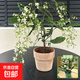 垂絲茉莉盆栽帶花苞老樁陽(yáng)臺室內垂吊風(fēng)車(chē)易活四季綠植物花卉開(kāi)花 【花期帶花】垂絲茉莉20-25cm（原盆土）