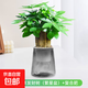 2025新款發(fā)財樹(shù)小盆栽花卉辦公室內水培綠植物旺宅盆景四季好養活 【推薦款】三桿優(yōu)質(zhì)發(fā)財樹(shù)（繁星盆）