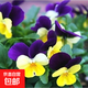 三色堇花種子春天陽臺(tái)盆栽植物花種籽簡單易活庭院花種子室內(nèi) 三色堇花種子/包約100粒 1包