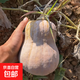 東坡嘴金香小南瓜花生南瓜粉糯香甜孕婦寶寶輔食夏季減肥輕食蔬菜 1250克-1500克