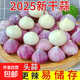 2025紫皮獨(dú)頭蒜干蒜當(dāng)季新鮮新蒜大蒜頭蔬菜糖醋腌制產(chǎn)地直發(fā)批發(fā) 3斤【約108-138個】源頭直采包郵