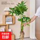 水培植物春羽盆栽蔓綠絨室內龜背竹春雨綠植常青綠蘿好養辦公桌面 單發(fā)植物-大葉龍鱗春羽60-80cm【1棵】