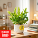 火焰鳥(niǎo)巢蕨卷葉懶人辦公室內喜陰綠植盆栽防輻射凈化空氣植物 鳥(niǎo)巢蕨配隕石白瓷盆+黃金沙+掛卡 15-25cm