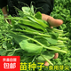 豌豆苗種子無(wú)須豌豆尖種籽豌豆種南方豆苗青菜芽苗菜四季農家蔬菜 真好吃豌豆苗種子 五包約251粒