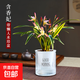 水培金邊蘭花苗金枝玉葉 室內辦公室小盆栽綠植花卉好養四季蘭花 金邊含香妃4苗連體 送水培盆
