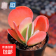 多肉植物稀有品種唐印老莊大顆多頭超大盆栽花卉綠植好養(yǎng)室內(nèi) 3-5厘米 不含盆