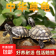 中華草龜包活精品草龜長(zhǎng)壽龜觀賞龜墨龜寵物小烏龜金線外塘家養(yǎng) 中華草龜（單身1只） 2-4厘米